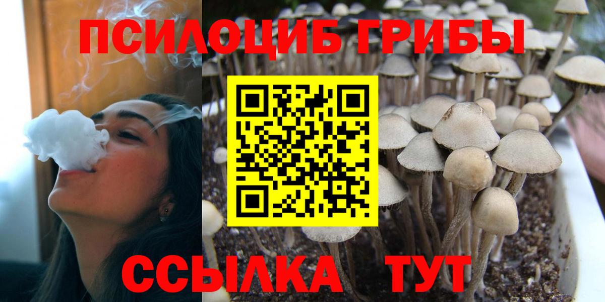 Псилоцибиновые грибы Cubensis Будённовск